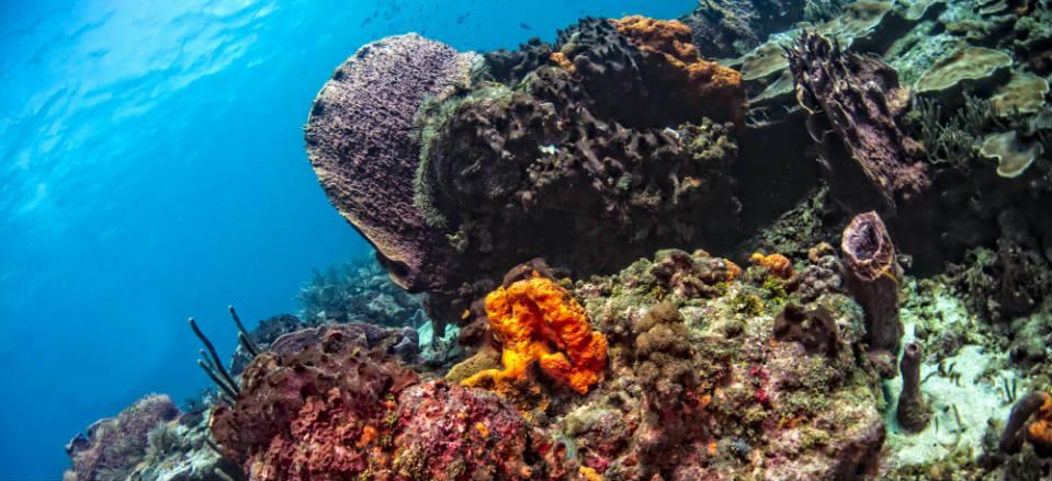 Bali Pop: Coral Reef -  UK